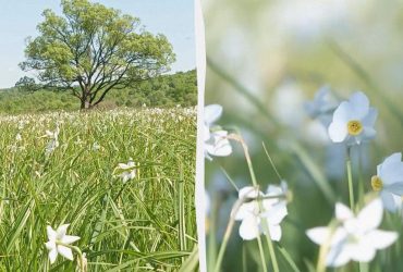 Гектары белоснежной красоты: на Закарпатье пышно цветет Долина нарциссов (видео)