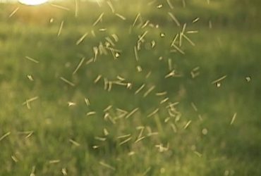 Алергія, пухирі і навіть летальні випадки: у лікарів навала пацієнтів через укуси мошкари