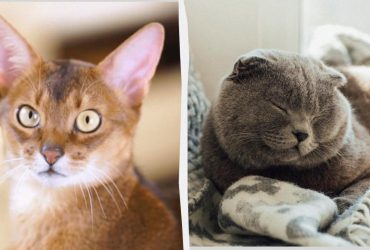 Спокійні та чарівні: названо найпопулярніші породи кішок у 2024 році