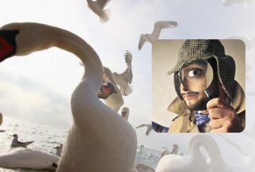 Серед чайок та лебедів сховався дивний птах: фантастична головоломка