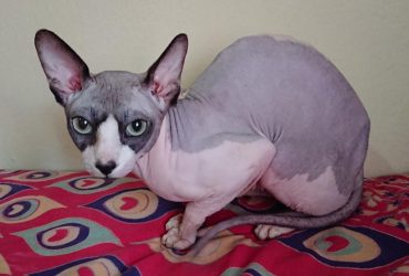 Вчені назвали популярну породу котів, яка має набагато коротшу тривалість життя, ніж інші