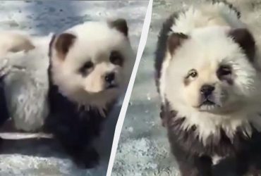 Китайський зоопарк виставив пофарбованих собак під виглядом панд (відео)