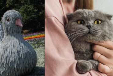 Підступна оптична ілюзія: треба знайти хитрого кота за 7 секунд