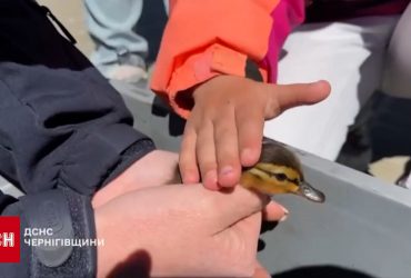 П'ятеро каченят провалилися у бетонну пастку - усіх врятували