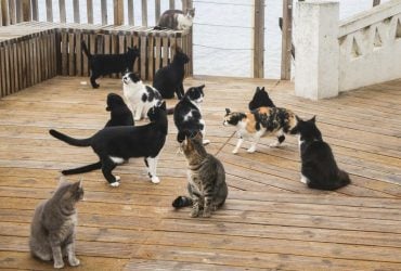 Как определить характер кота по окрасу: забавные народные поверья