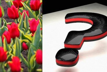 Все видят тюльпаны, а надо найти волшебный цветок за 8 секунд