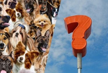 Оптическая иллюзия с подвохом: надо найти косточку среди собак за 10 секунд