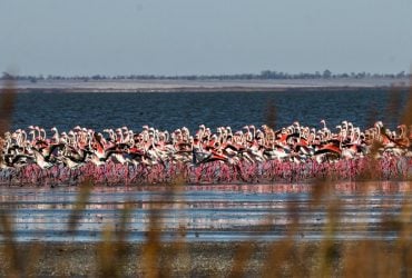 Не могут загнездиться: в Одесской области бродят редкие фениксы (фото)