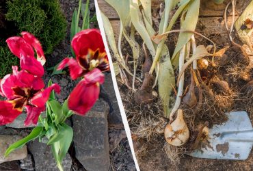 Що робити з тюльпанами після цвітіння: зрізати чи залишити як є