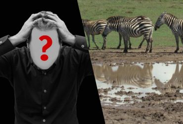 Швидкий тест для перевірки IQ: треба знайти собаку в полі за 6 секунд