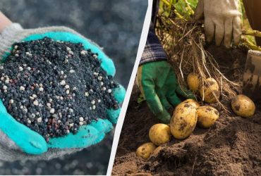 Чим підживити картоплю для великого врожаю: 4 види добрив до цвітіння