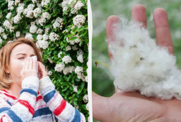 Що робити в разі алергії на тополиний пух: алерголог дав інструкцію