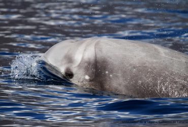 Яка тварина може затримувати дихання найдовше
