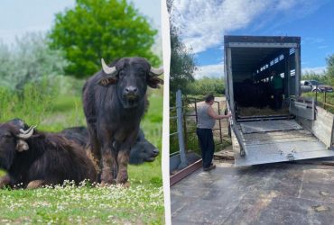 В заповеднике в Одесской области поселились шесть водяных буйволиц из Закарпатья (фото)