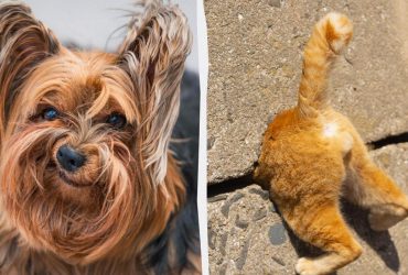 Найсмішніші фото домашніх тварин з усього світу: названо фіналістів 2024 року