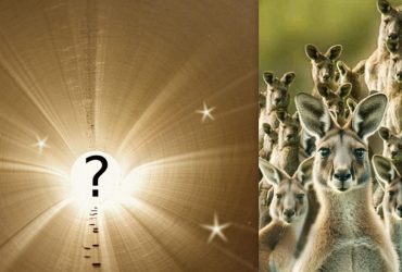 Все видят кенгуру, а надо найти зайца за 6 секунд: коварная головоломка