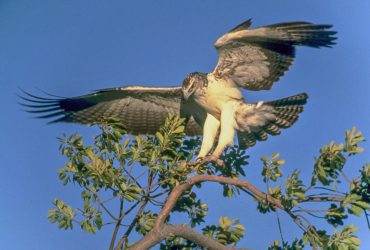 Орли змінюють траекторію польоту, щоб оминути Україну через війну, - дослідження