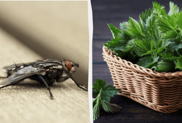 Даже залетать не будут: как избавиться от мух в доме и квартире