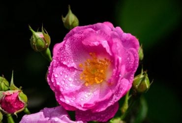 На выходных погода в Украине изменится (карта)