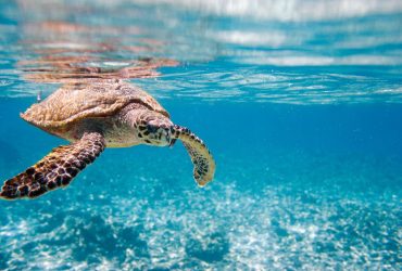 У Таїланді температура моря досягла рекордного кипіння: вчені б'ють на сполох