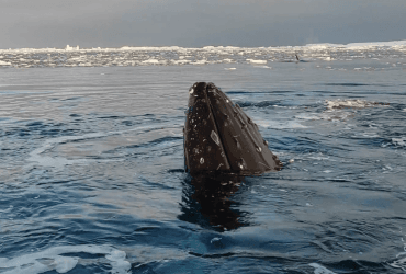 Прийняли за їжу: в океані човен з українськими полярниками оточили кити (відео)