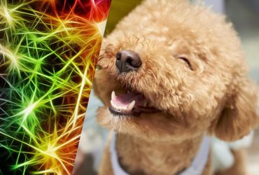 Розум гострий, як бритва: названо найрозумніші породи собак