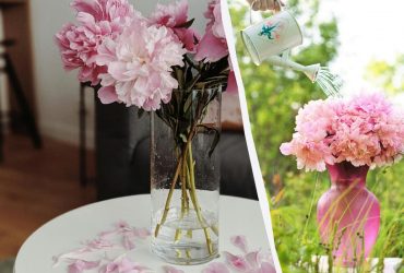 Простоят неделю, а то и две: как ухаживать за пионами в вазе