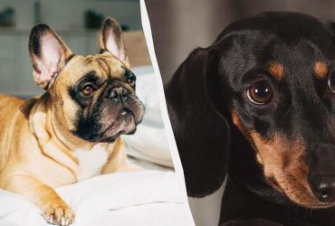 Ненавидять самотність: 10 порід собак, яких не можна залишати одних вдома