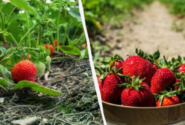 Помилка, яку багато хто робить: як часто поливати полуницю