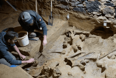 Австриец ремонтировал винный погреб и наткнулся на сенсационные останки мамонта