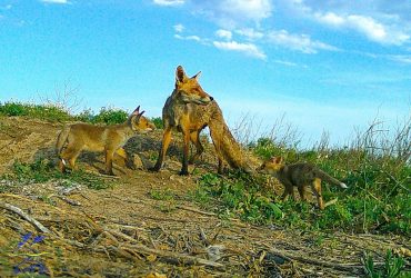 Стали сусідами: на Одещині потоваришували дикі тварини (фото)