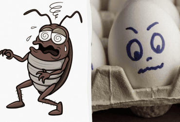 Найлютіший ворог чорних тарганів: більше не побачите жодного