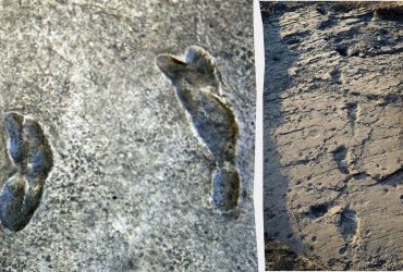 Изменение климата может уничтожить древнейшие следы человека, которым 3,6 миллиона лет