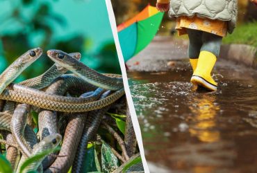 Народне свято 30 травня: чому цього дня побоювалися змій