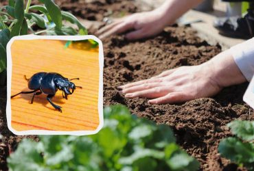 Как избавиться от жука-стригуна: помогут масло и вода