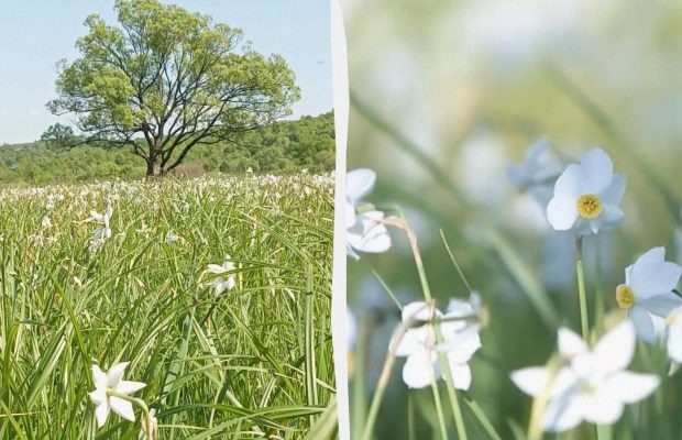 Гектари білосніжної краси: на Закарпатті пишно квітує "Долина нарцисів" (відео)