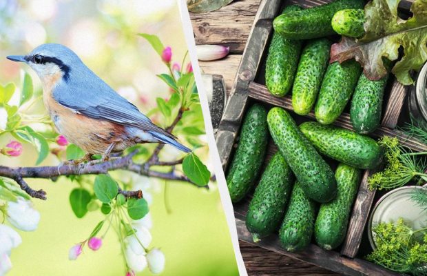 Народне свято 14 травня: для яких справ вдалий цей день