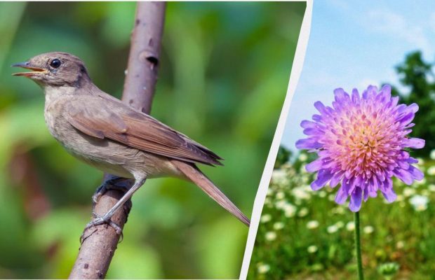 Народне свято 15 травня: три суворі заборони для жінок