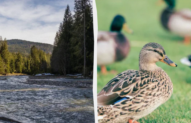 Яке свято 17 травня: важливі події в історії, прикмети та заборони дня