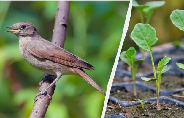 Народне свято 18 травня: що потрібно зробити для міцного здоров'я