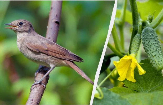 Народне свято 20 травня: обряди для здоров'я та прикмети на щастя