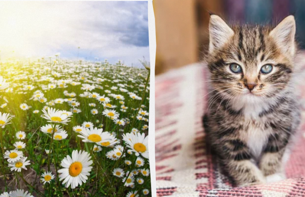 Сьогодні потрібно опустити 3 монети у воду: яке свято 20 травня, прикмети і заборони дня