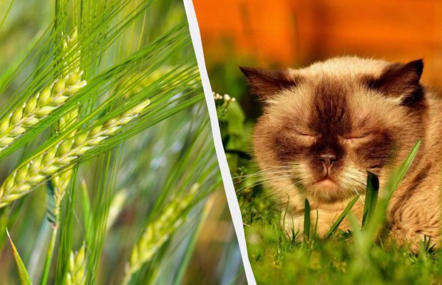 Народне свято 21 травня: що потрібно приготувати і для чого день вдалий