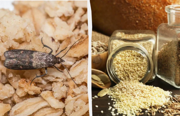 Одно средство за 25 гривень прогонит пищевую моль навсегда: есть в любой аптеке