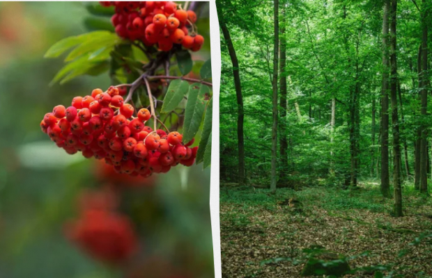 Потрібно принести додому гілку горобини: яке свято 25 травня, прикмети і заборони дня