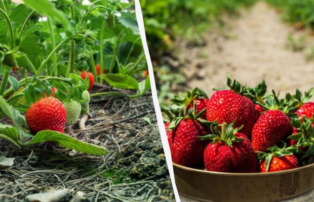 Ошибка, которую многие делают: как часто поливать клубнику