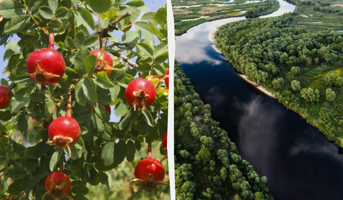 Що можна і не можна робити 8 червня - традиції, прикмети / колаж УНІАН, фото ua.depositphotos.com Що можна і не можна робити 8 червня - традиції, прикмети / колаж УНІАН, фото ua.depositphotos.com