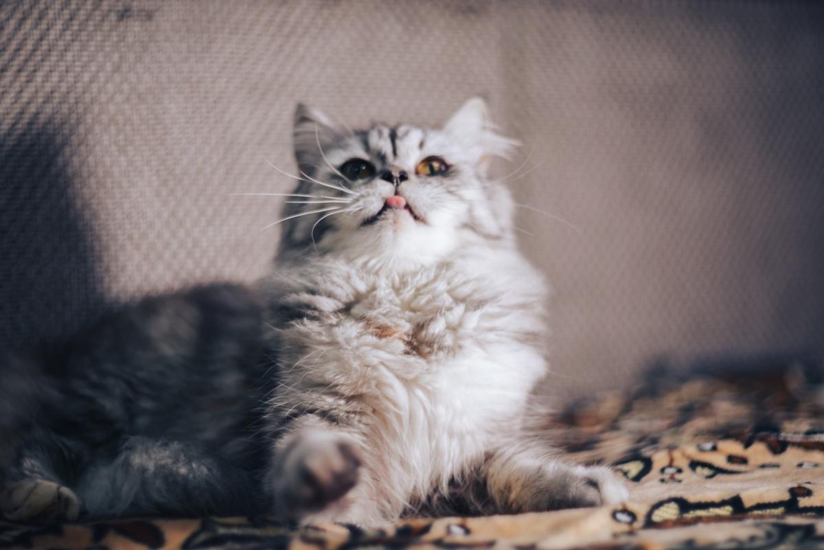Телец - персидская кошка / фото pixabay.com Телец - персидская кошка / фото pixabay.com