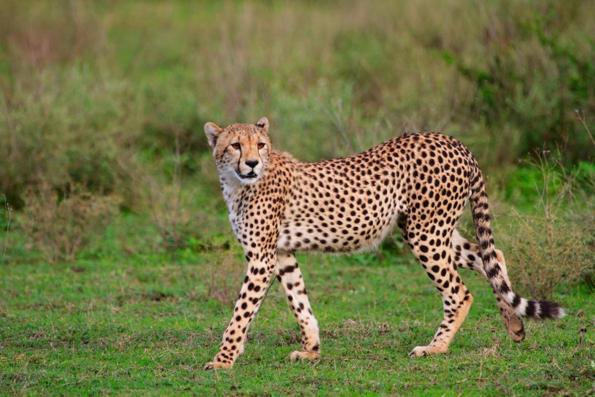 У печері знайшли сім муміфікованих гепардів: чому це так схвилювало вчених