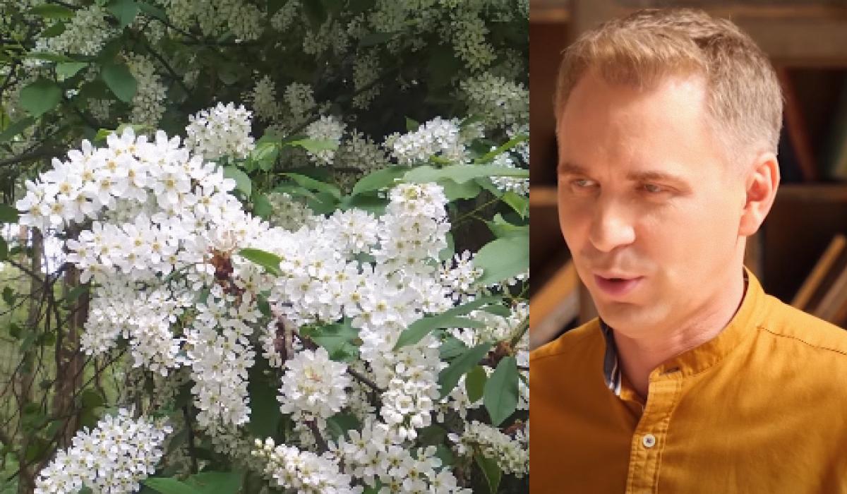 Александр Авраменко объяснил, чем "черемша" отличается от "черемхи" / коллаж УНИАН из скриншотов Александр Авраменко объяснил, чем "черемша" отличается от "черемхи" / коллаж УНИАН из скриншотов
